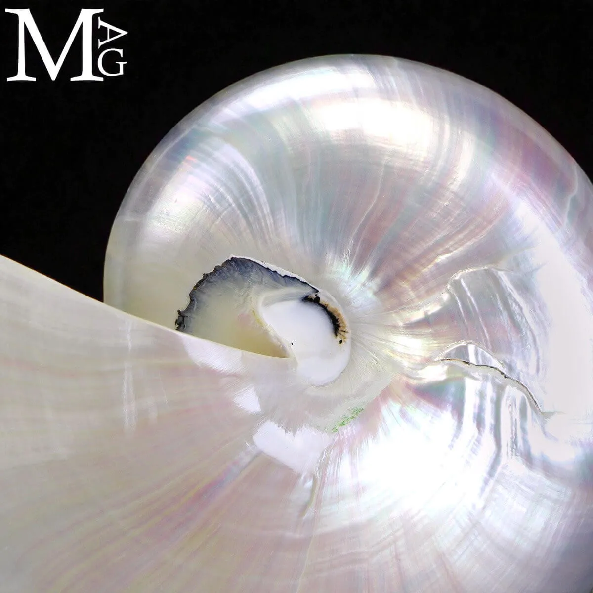Nautilus – Conchiglia Naturale in Madreperla