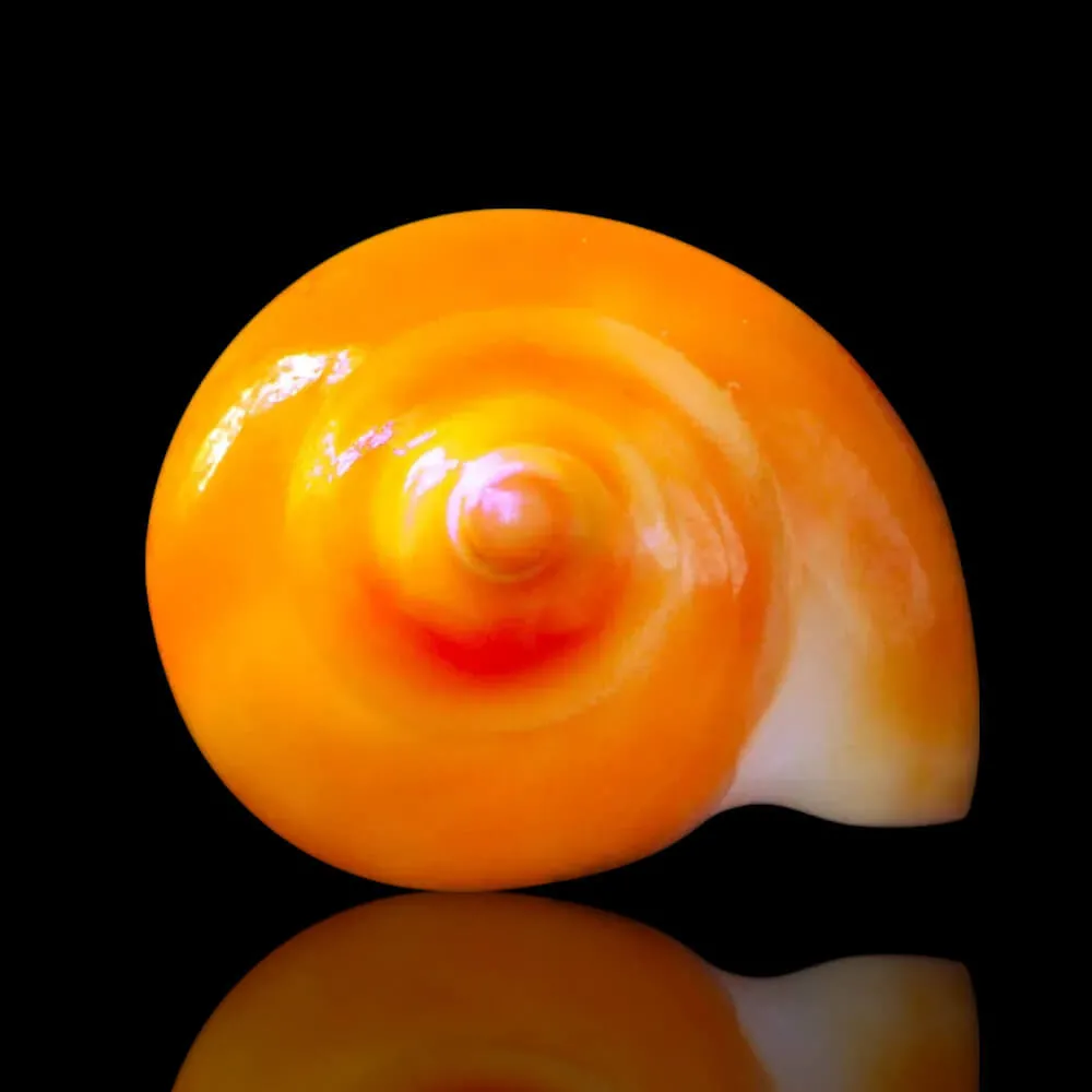 Eburna Lienardii