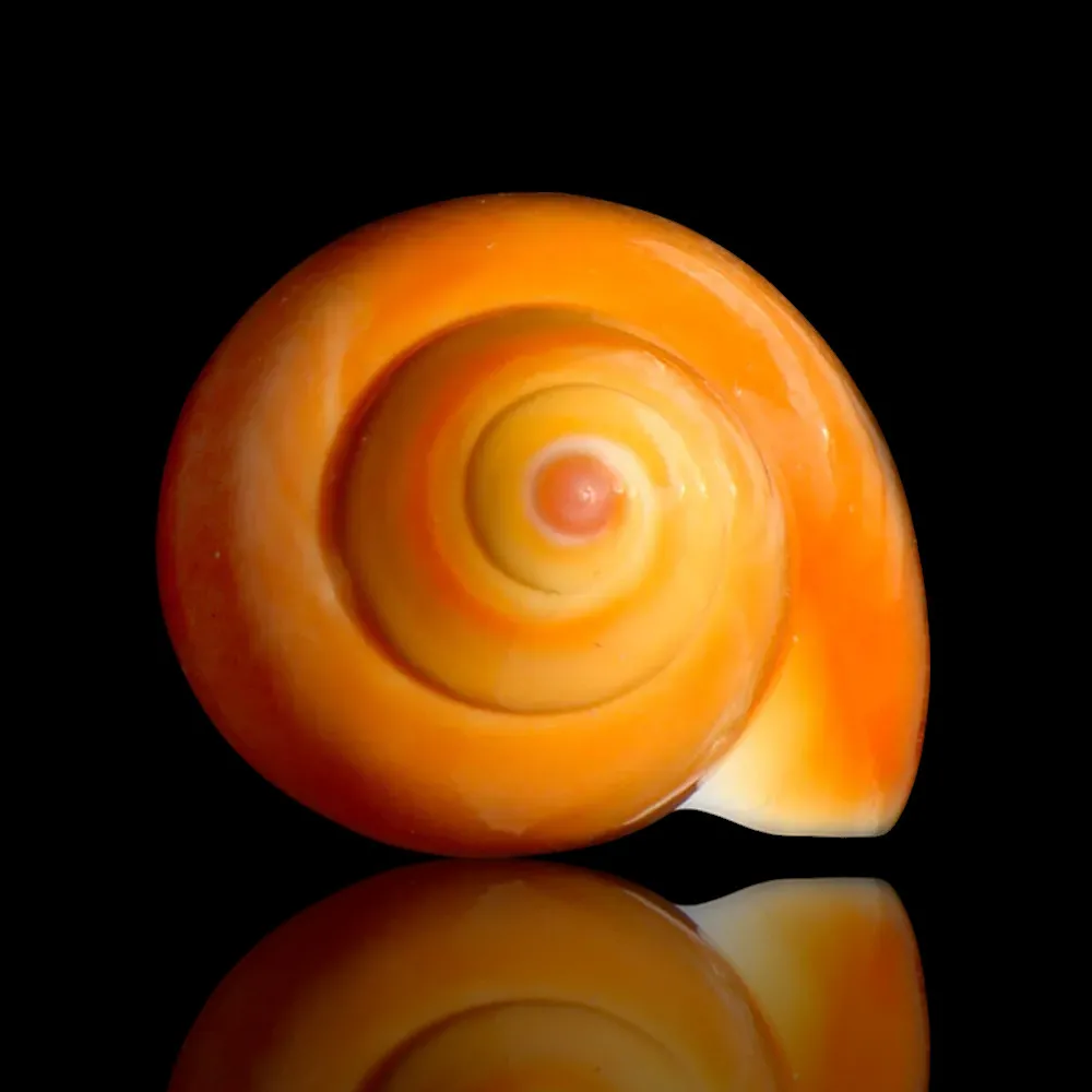 Eburna Lienardii