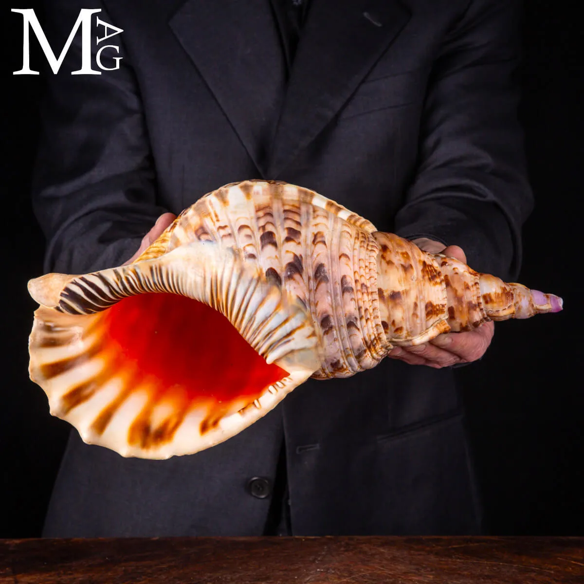 Charonia Tritonis – Tritone Gigante del Madagascar.