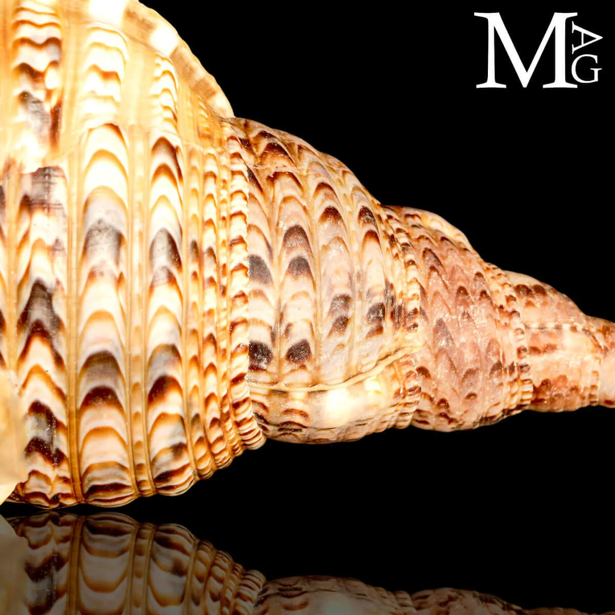 Charonia Tritonis – Conchiglia Iconica da collezione.