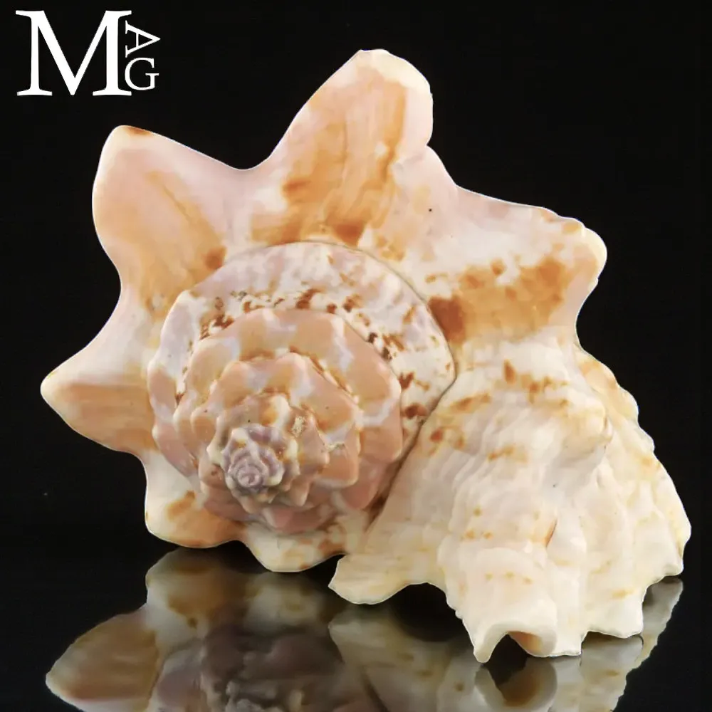 Ao2 Complex Shells Aliger Gallus