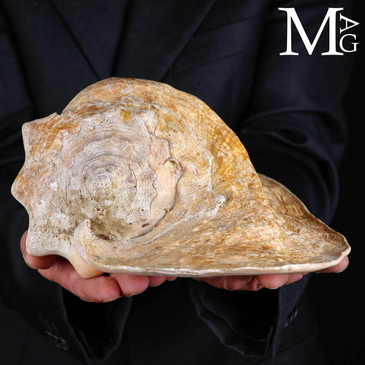 Lobatus Goliath