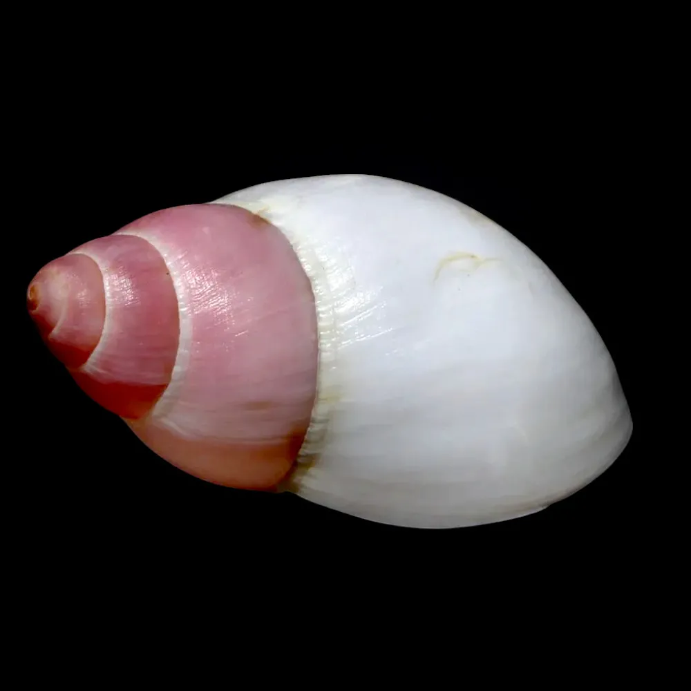 Archachatina Marginata Grevillei