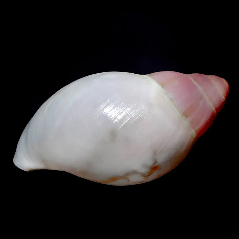 Archachatina Marginata Grevillei