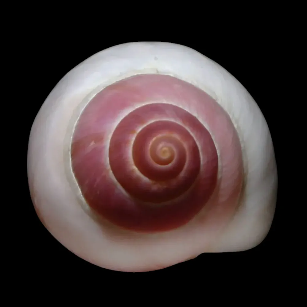 Archachatina Marginata Grevillei
