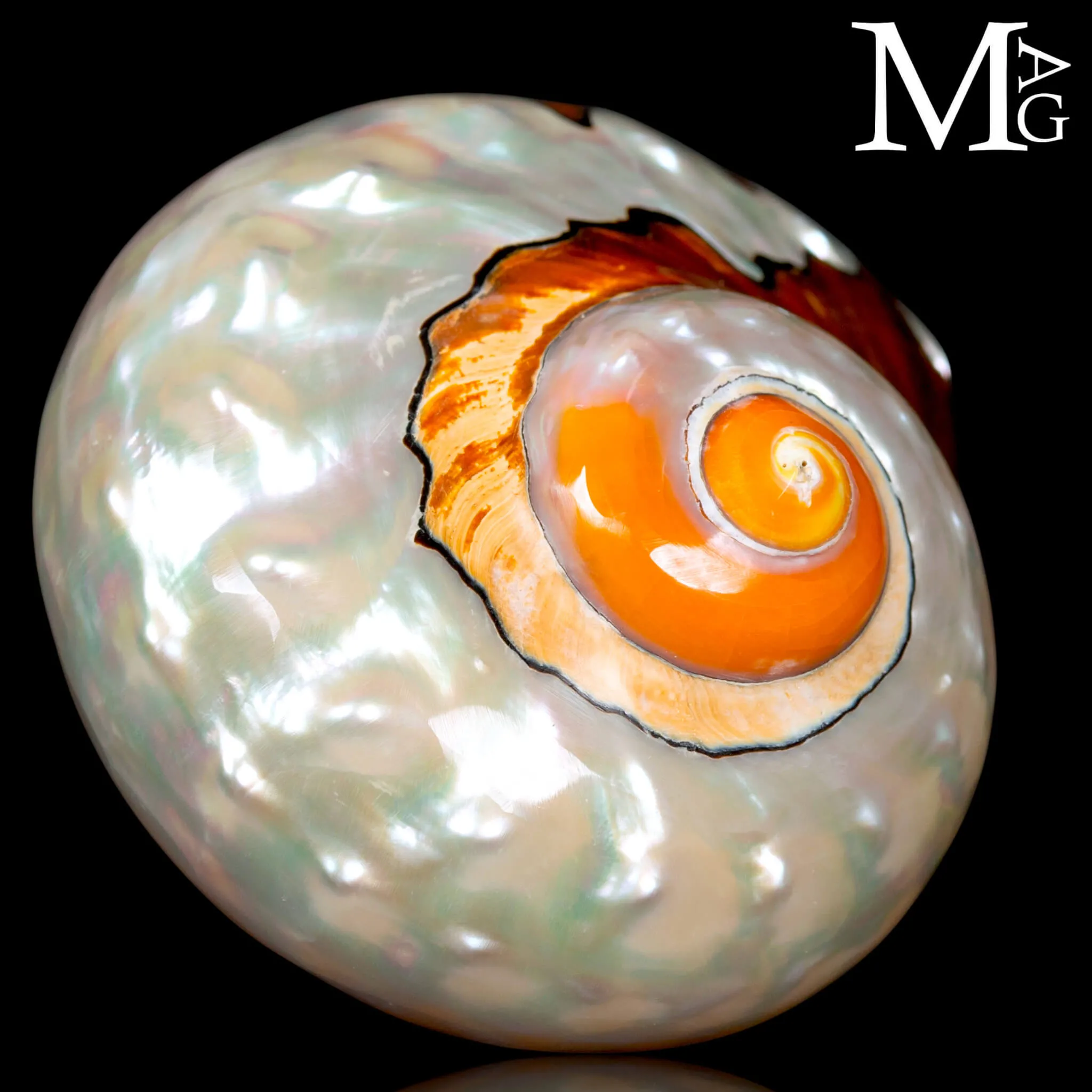 Turbo Sarmaticus – Madreperla