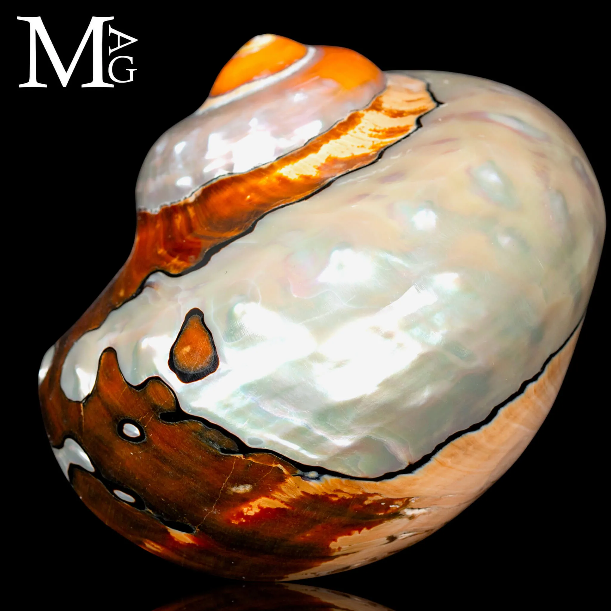 Turbo Sarmaticus – Madreperla