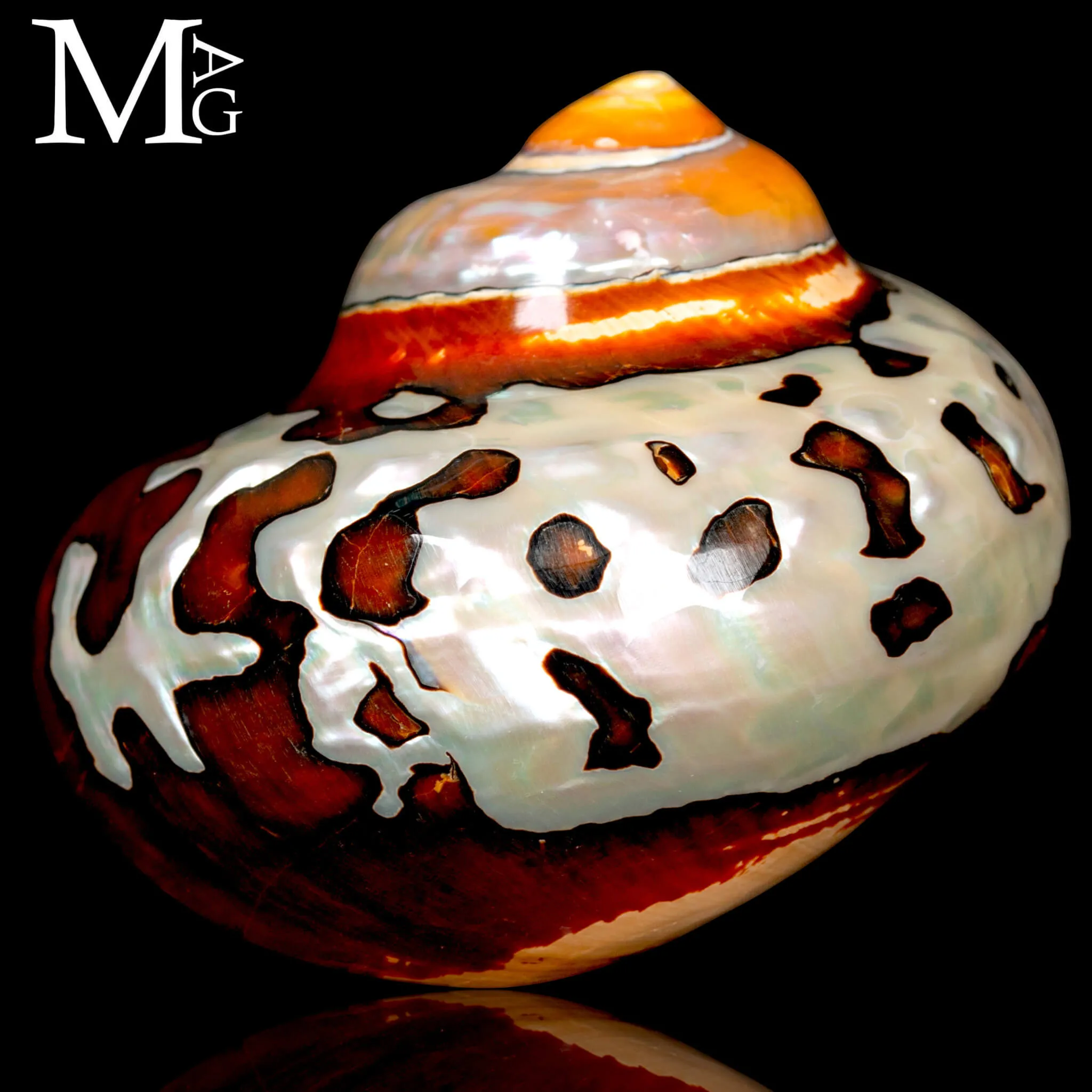 Turbo Sarmaticus – Madreperla