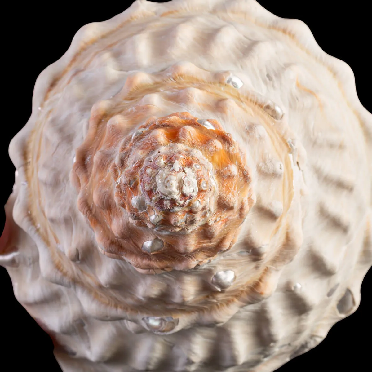 Undossa Shell Megastraea Undosa with Operculum.