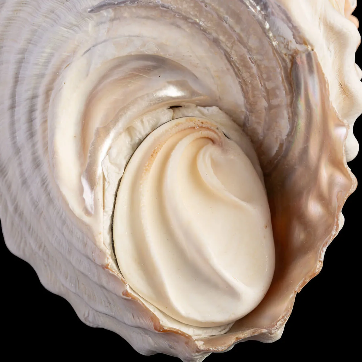 Undossa Shell Megastraea Undosa with Operculum.