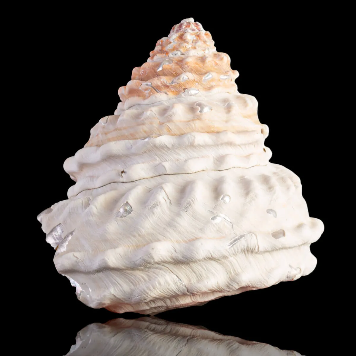 Undossa Shell Megastraea Undosa with Operculum.