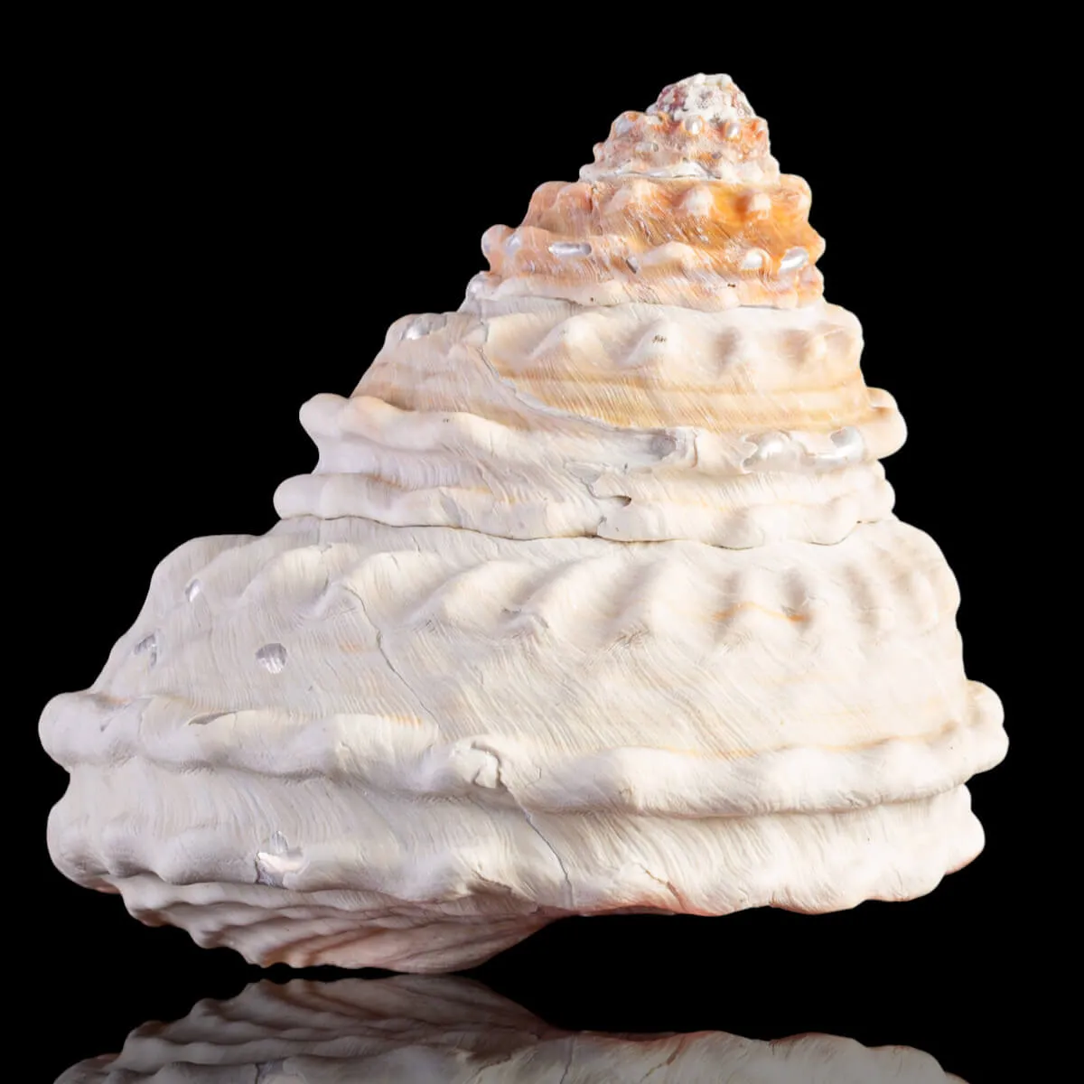 Undossa Shell Megastraea Undosa with Operculum.