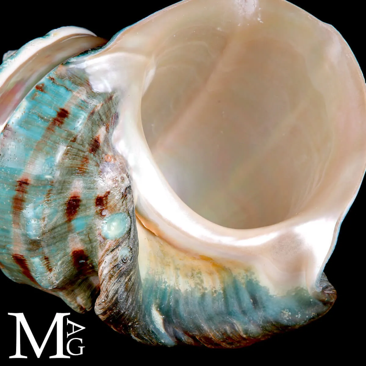Turbo Marmoratus – Gioiello di Tahiti.