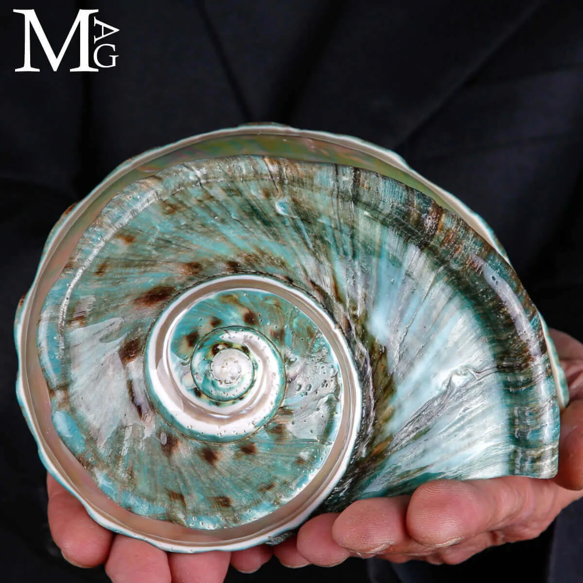 Turbo Marmoratus – Gioiello di Tahiti.