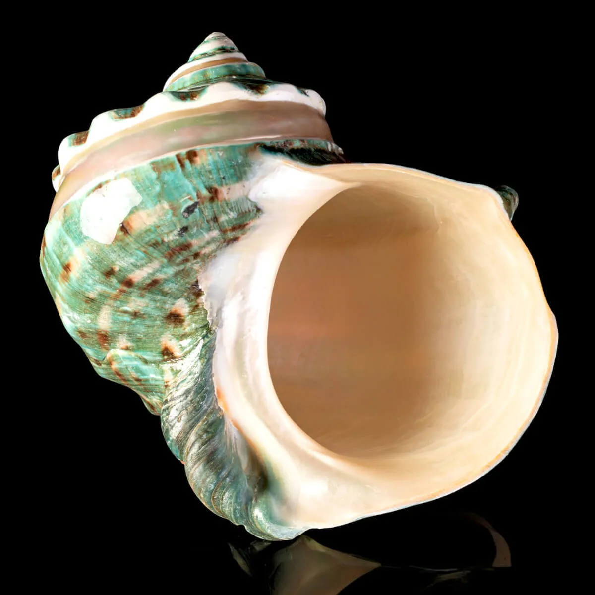 TURBINIDAE – Turbo Marmoratus Banded.