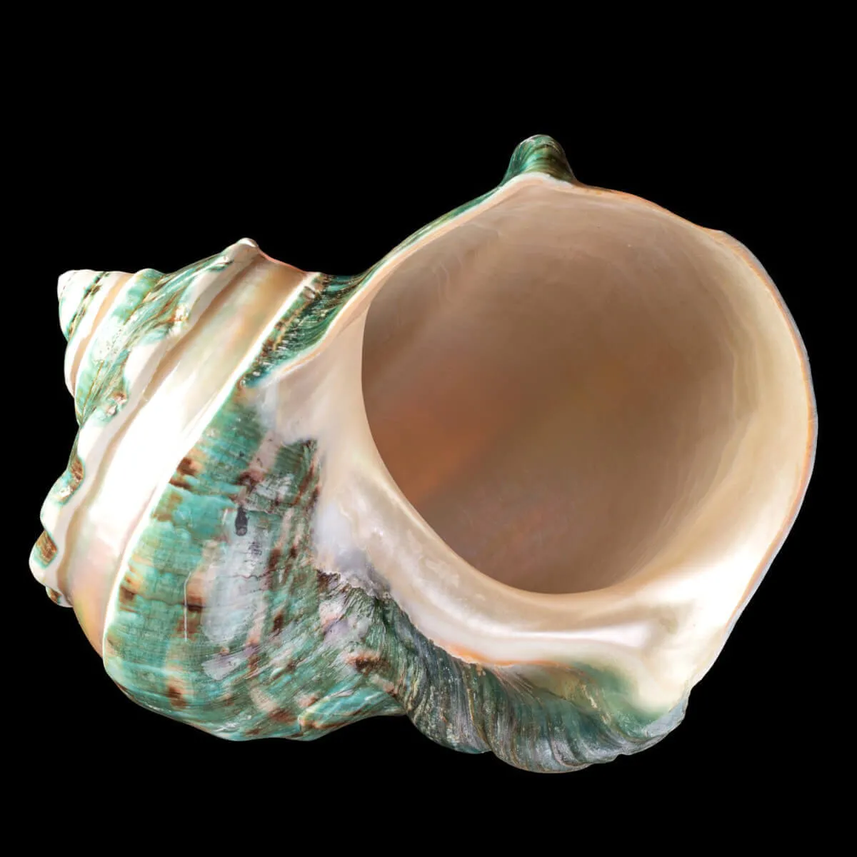 TURBINIDAE – Turbo Marmoratus Banded.