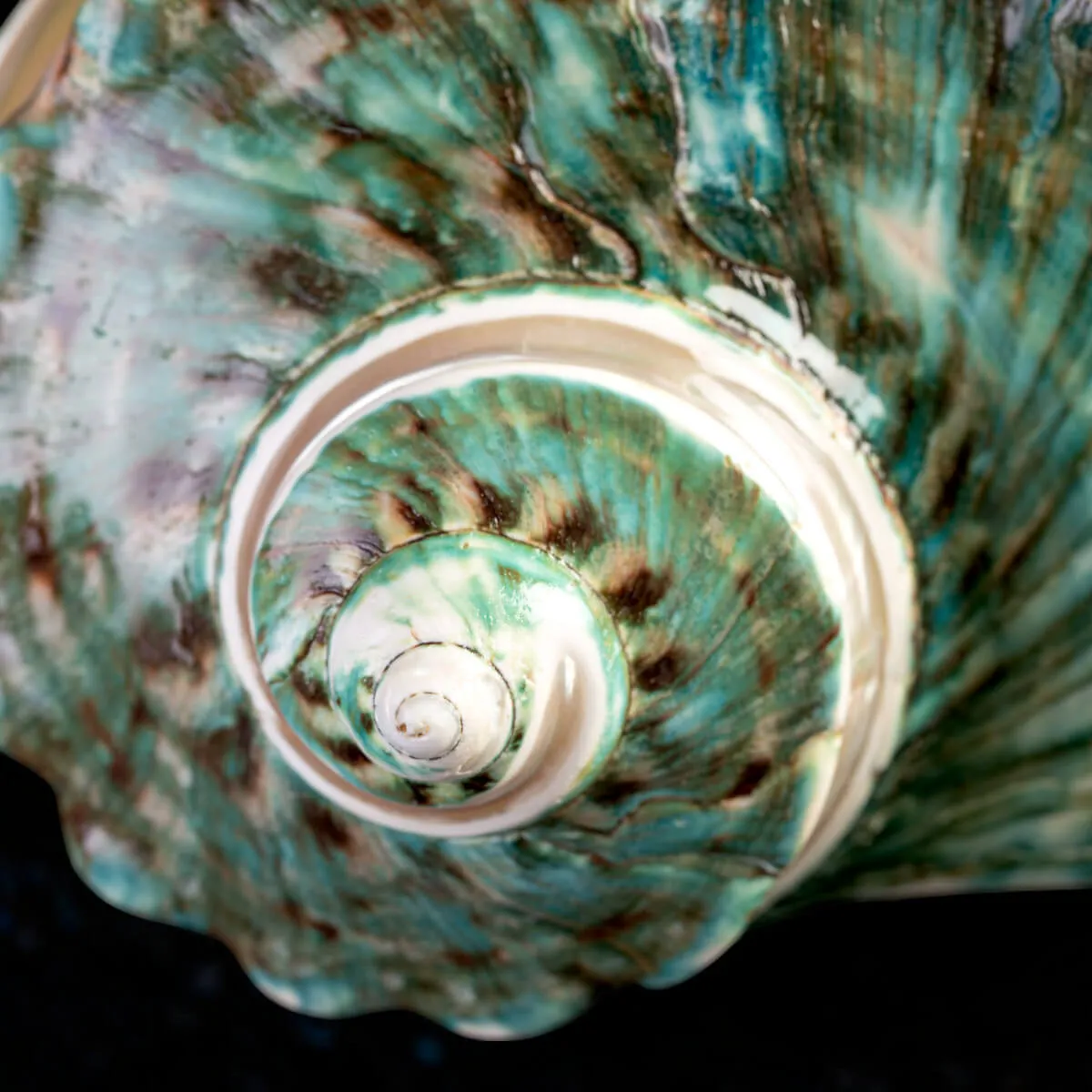 TURBINIDAE – Turbo Marmoratus Banded.