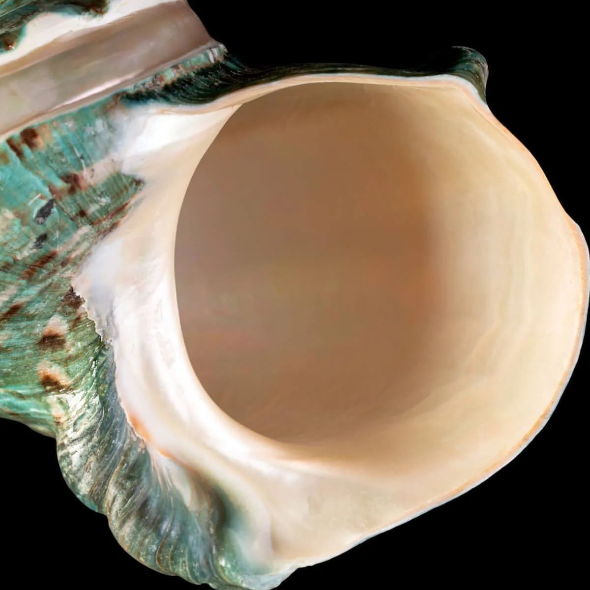 TURBINIDAE – Turbo Marmoratus Banded.