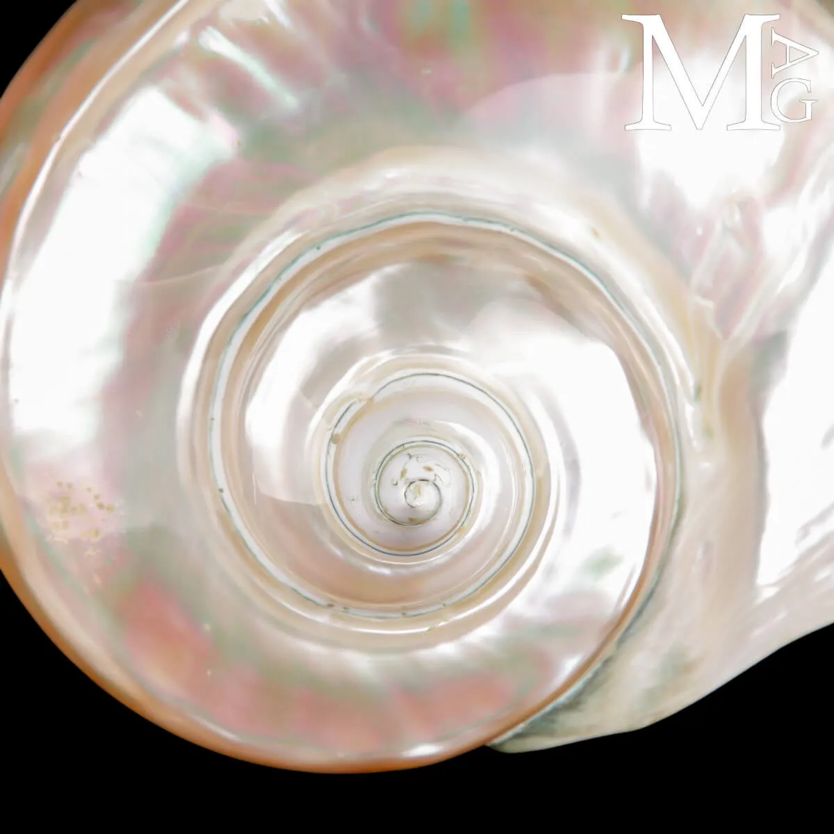 Turbo Marmoratus – Specchio di Madreperla - Tahiti