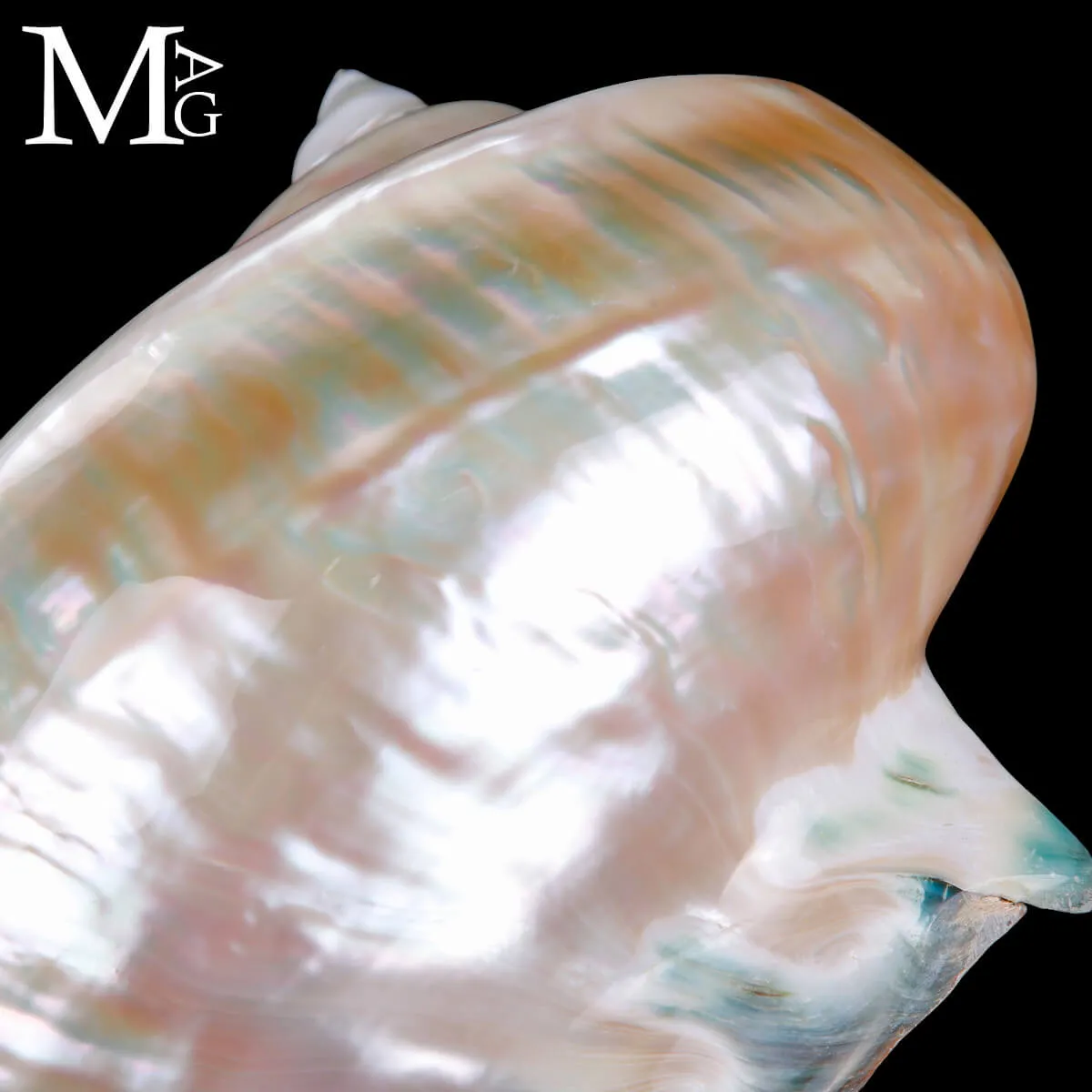 Turbo Marmoratus – Spirale di Madreperla