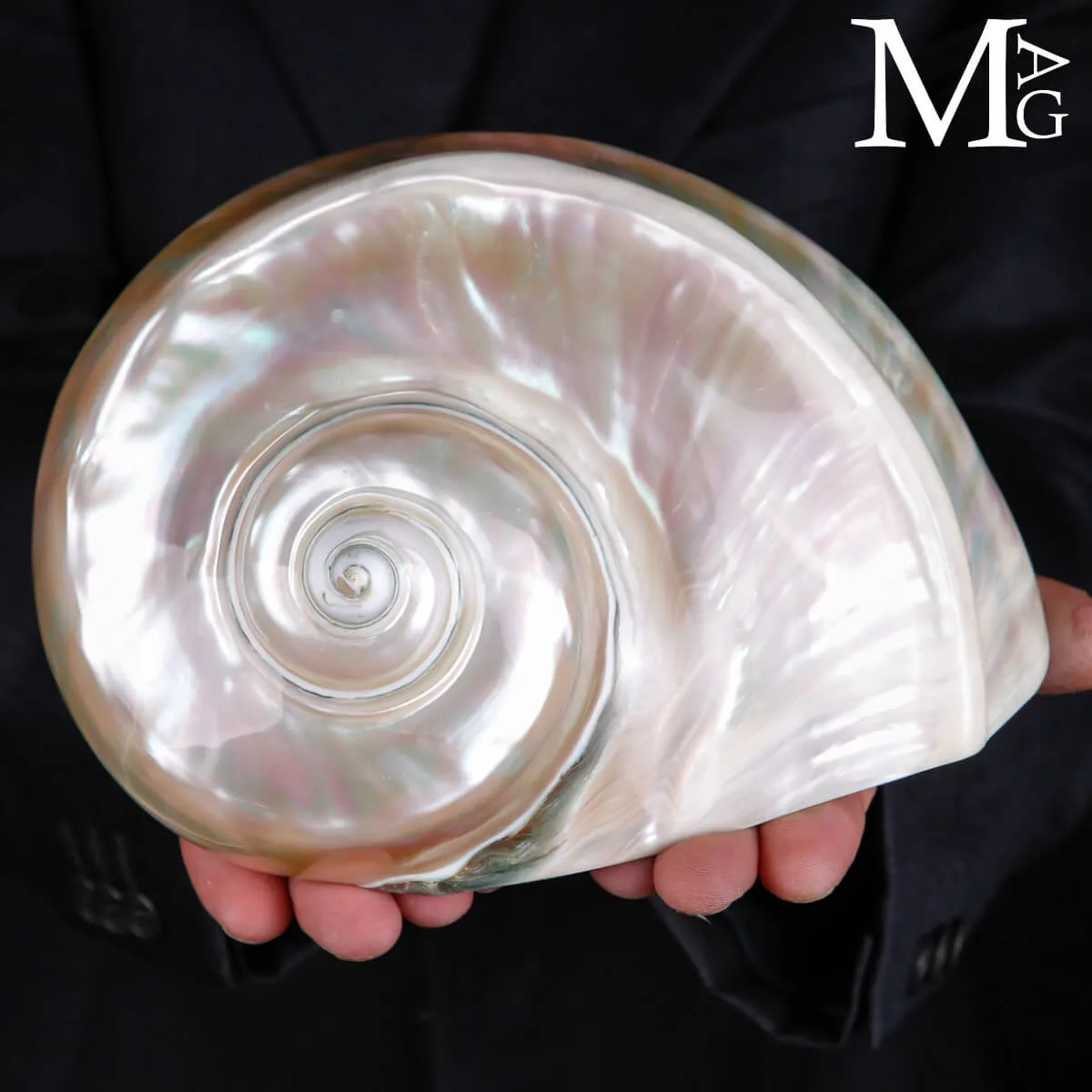 Turbo Marmoratus – Spirale di Madreperla
