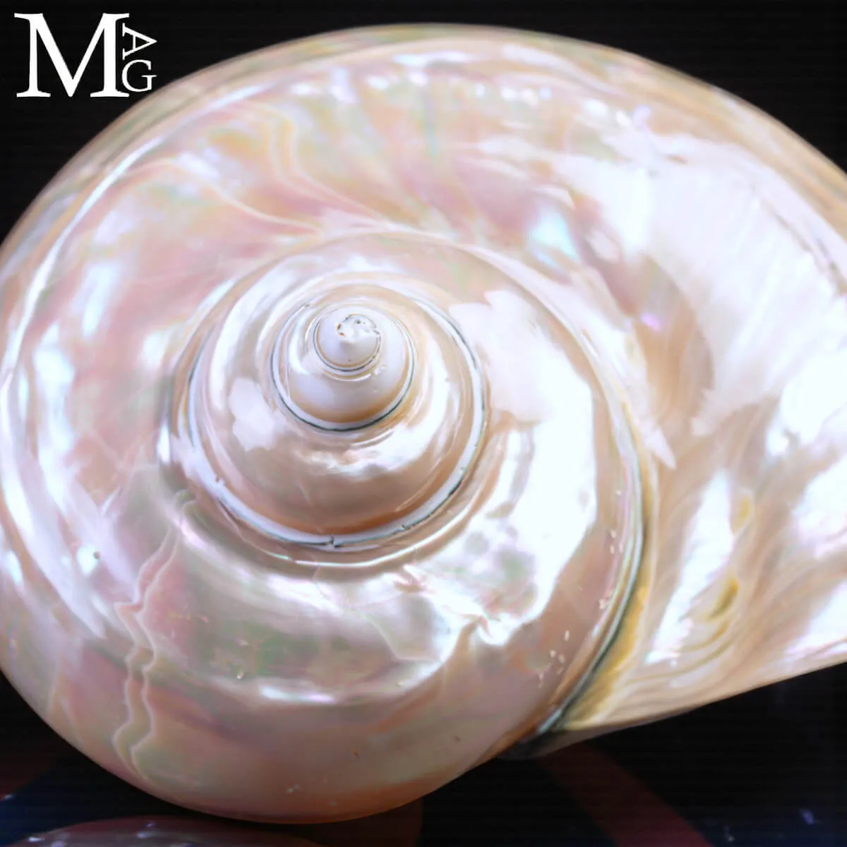 Turbo Marmoratus – Conchiglia naturale - Madreperla