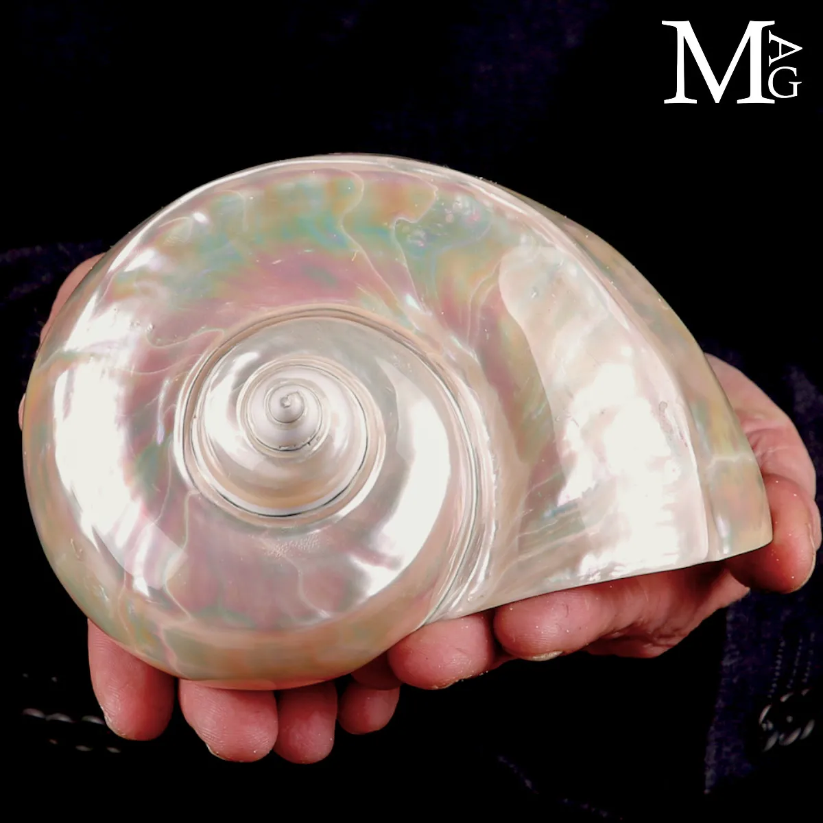 Grande Conchiglia Turbo marmoratus - Madreperla Iridescente
