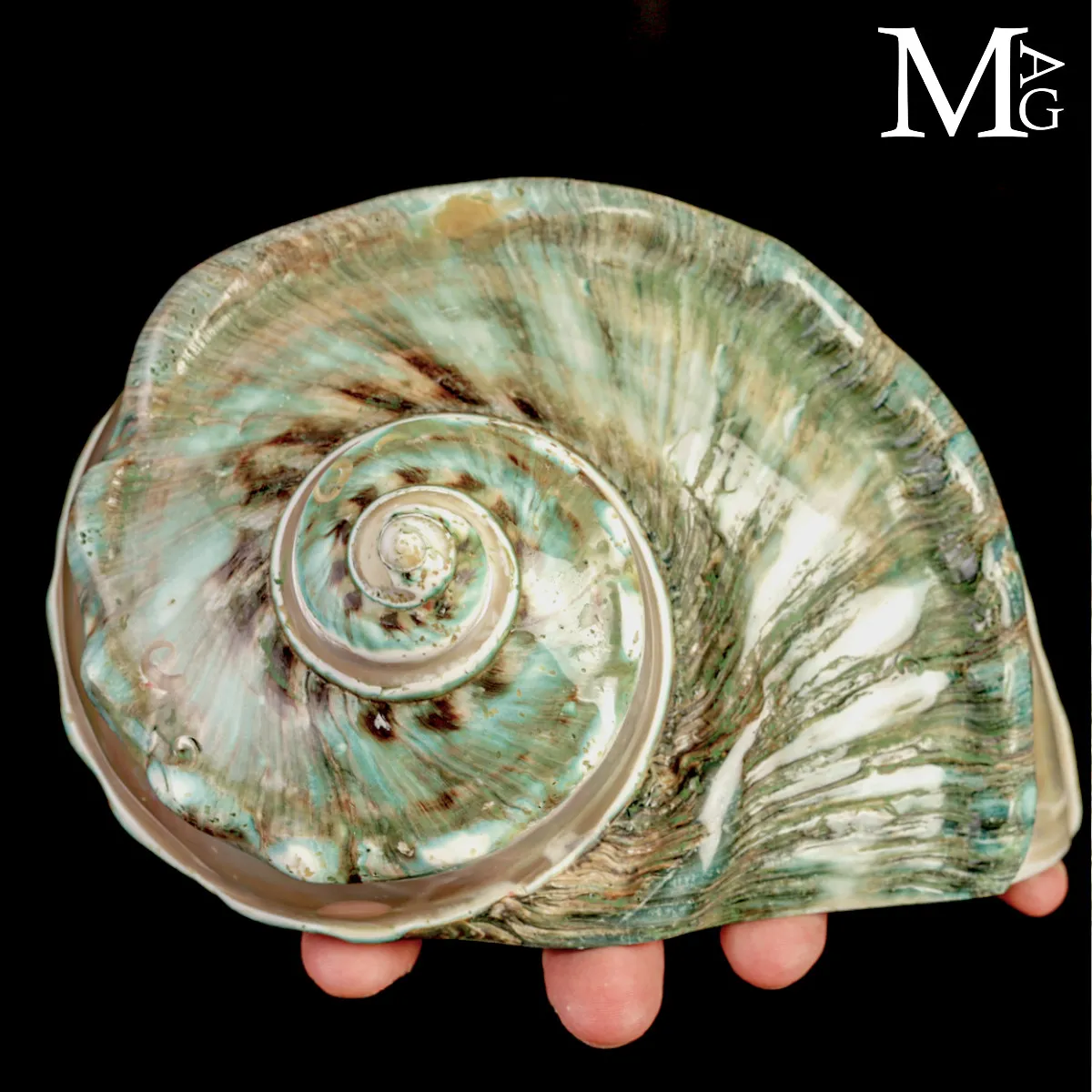 Turbo marmoratus di Tahiti - Grande Conchiglia Madreperlacea