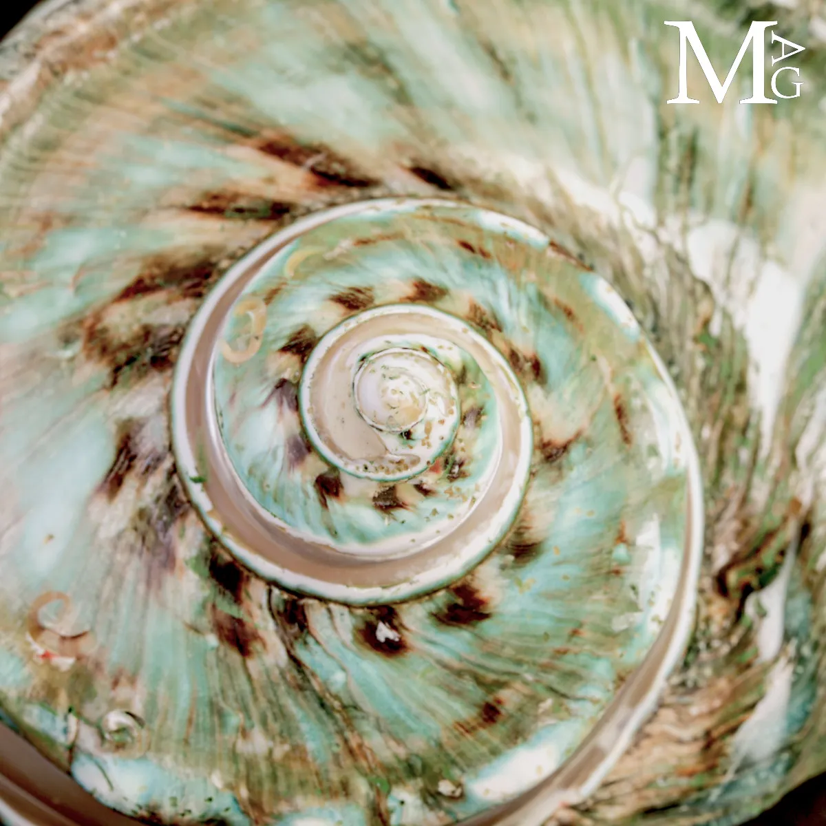 Turbo marmoratus di Tahiti - Grande Conchiglia Madreperlacea