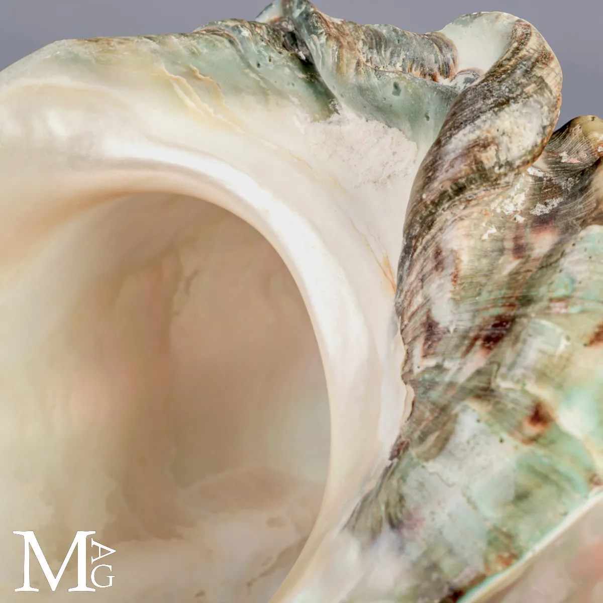 Turbo marmoratus di Tahiti - Grande Conchiglia Madreperlacea