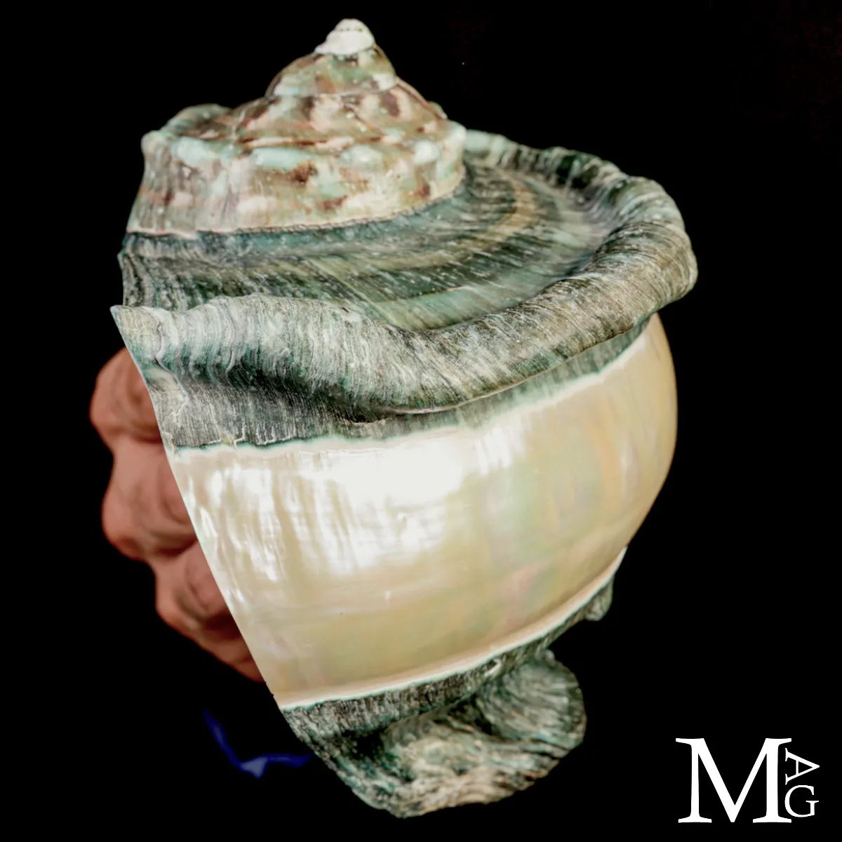 Large Turbo marmoratus Shell with Natural Green Surface and Mother-of-Pearl