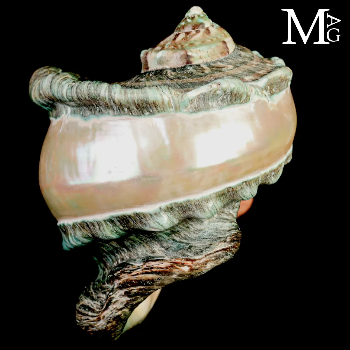 Large Turbo marmoratus Shell with Natural Green Surface and Mother-of-Pearl