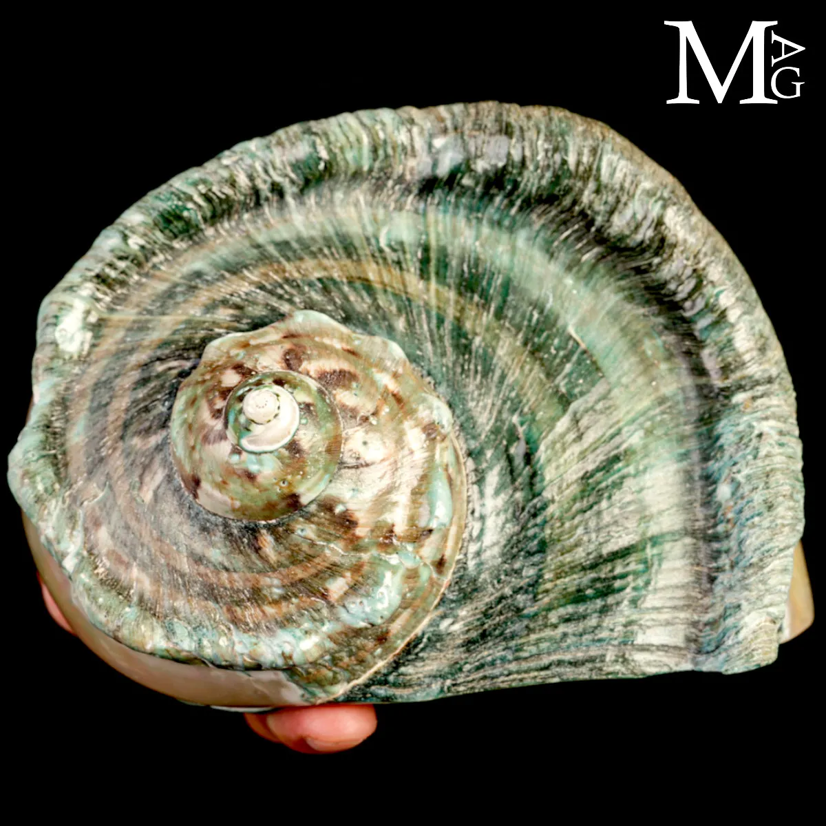 Large Turbo marmoratus Shell with Natural Green Surface and Mother-of-Pearl