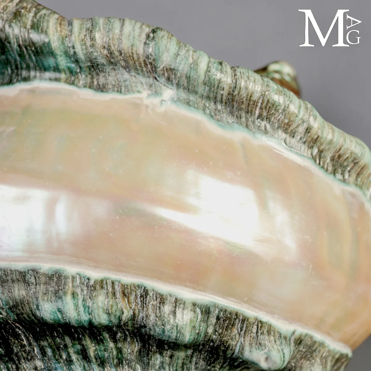 Large Turbo marmoratus Shell with Natural Green Surface and Mother-of-Pearl