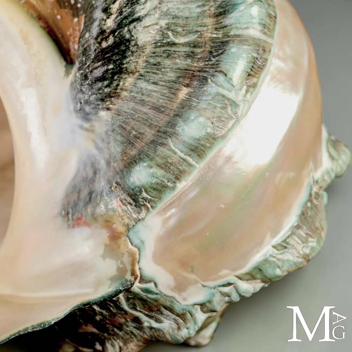 Large Turbo marmoratus Shell with Natural Green Surface and Mother-of-Pearl