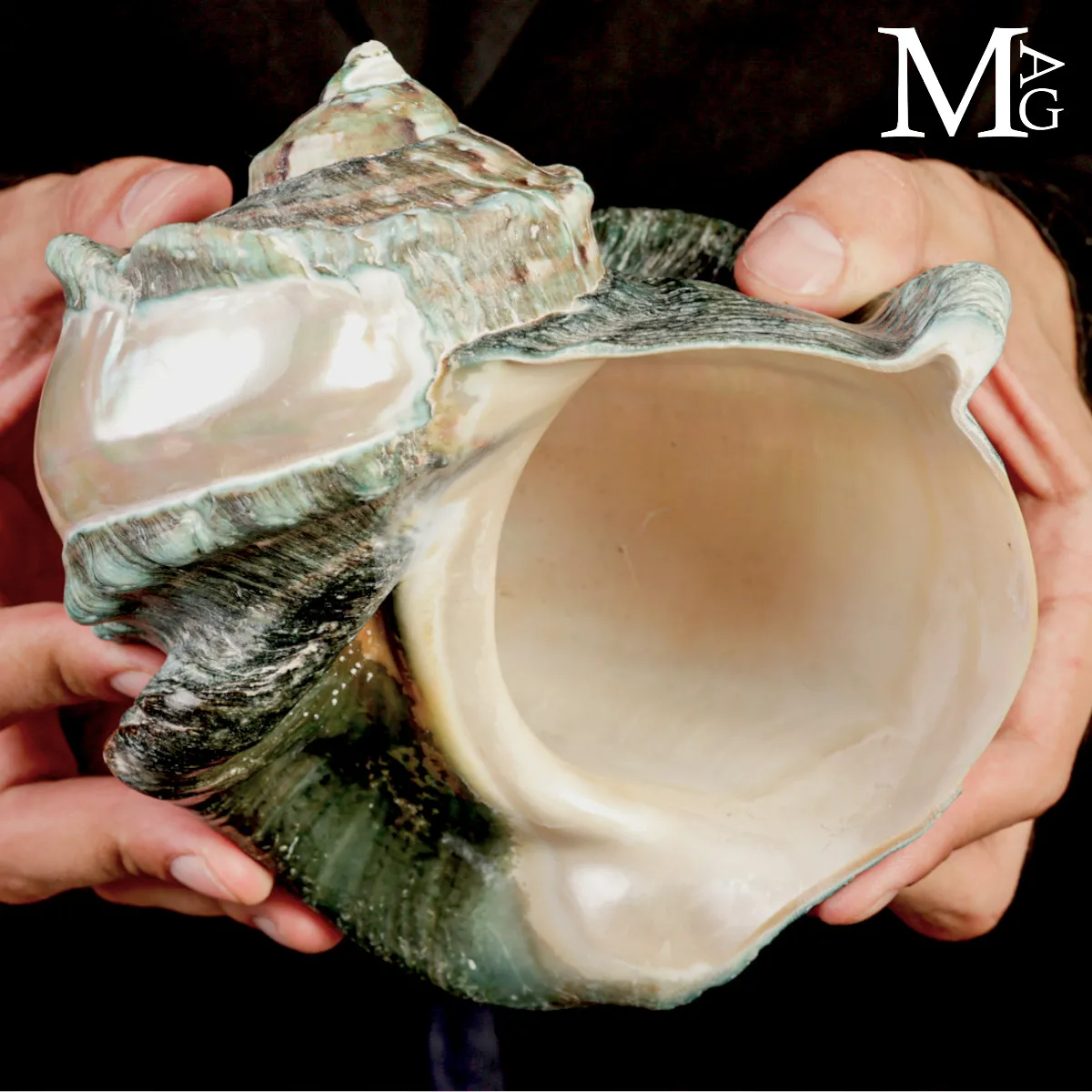 Large Turbo marmoratus Shell with Natural Green Surface and Mother-of-Pearl
