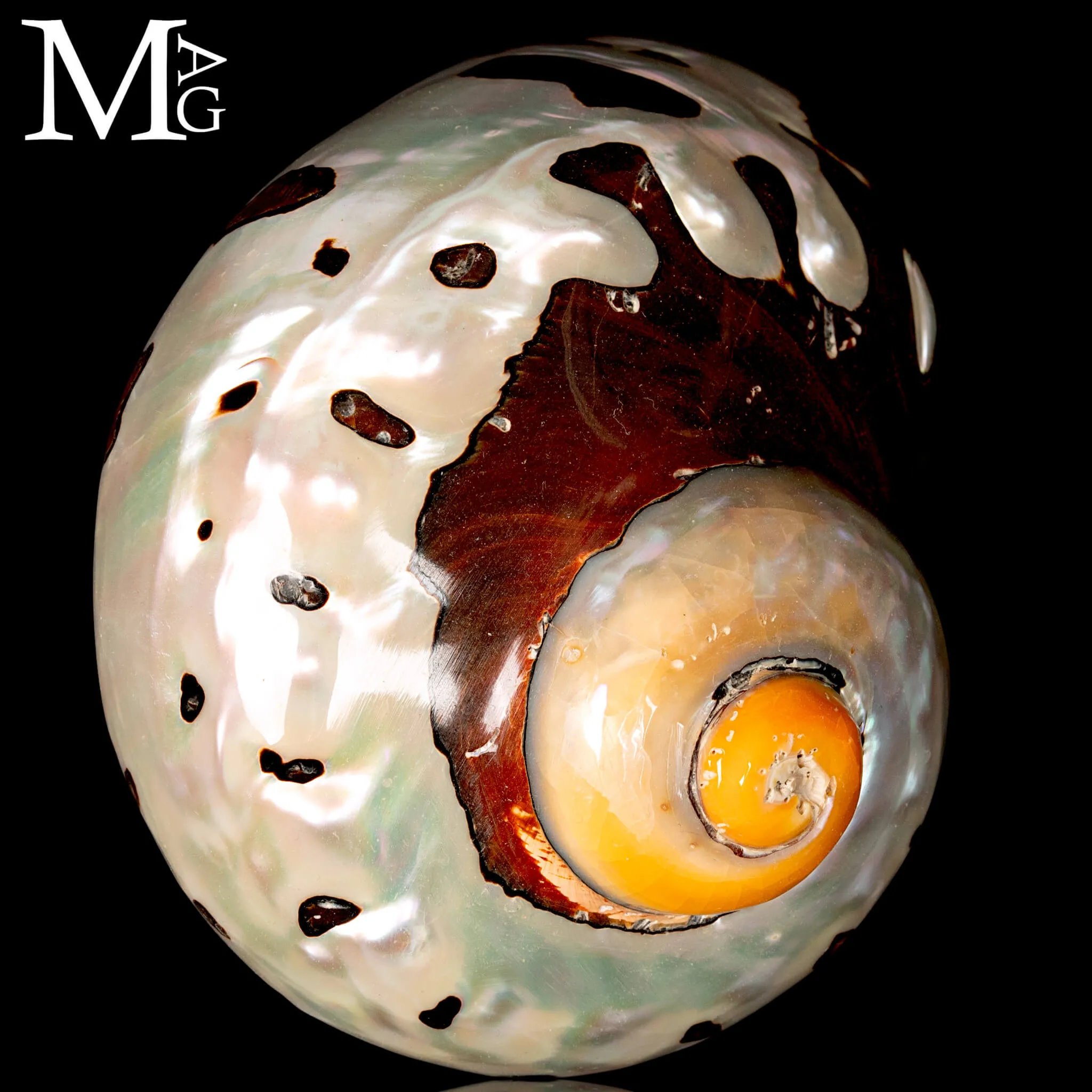Turbo Sarmaticus - Madreperla.