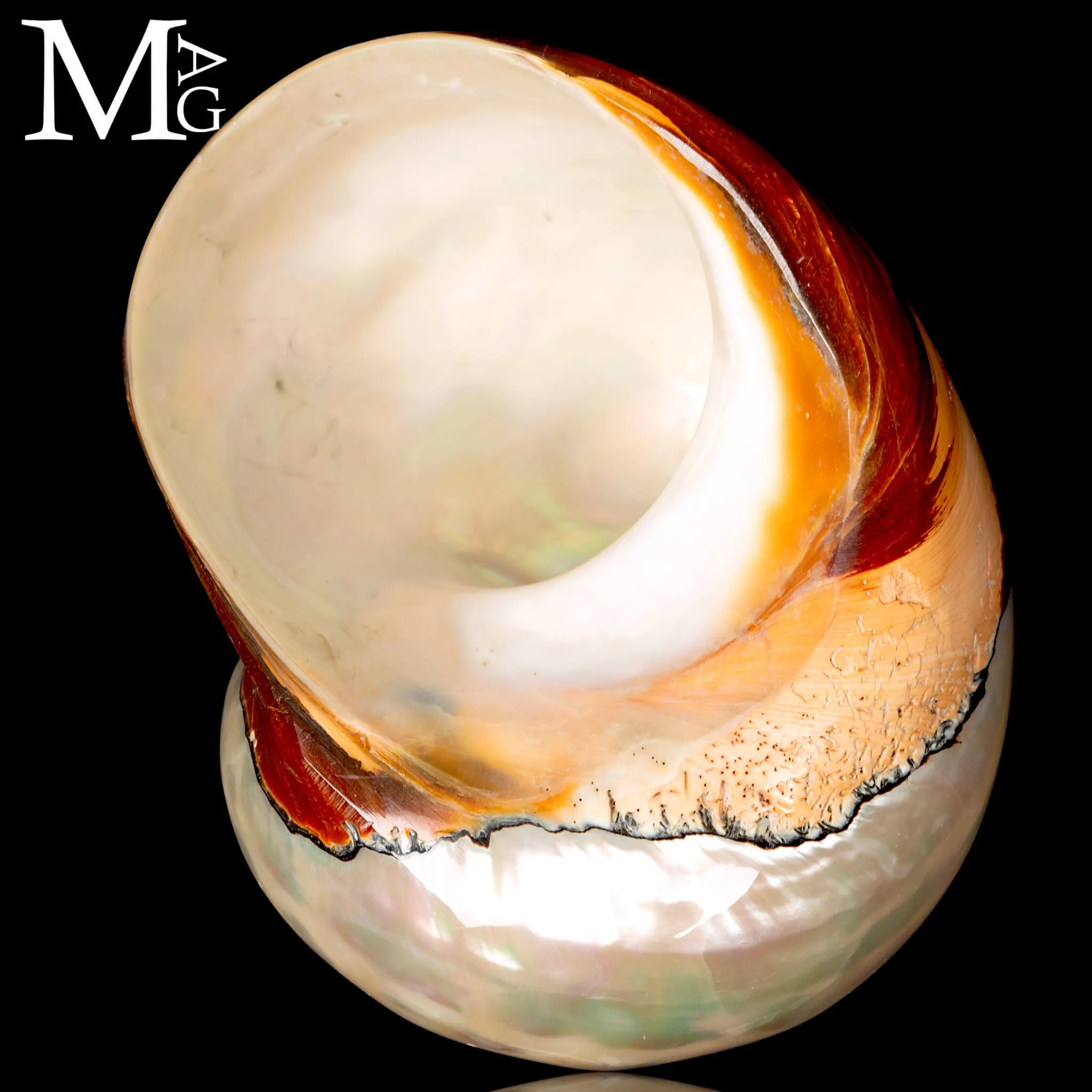 Turbo Sarmaticus – Madagascar.