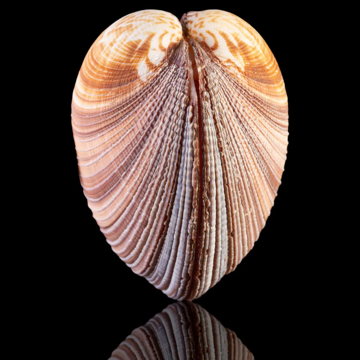 Antigona Magnifica