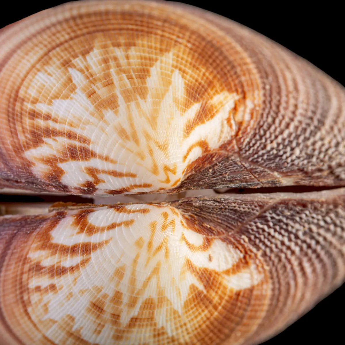 Antigona Magnifica