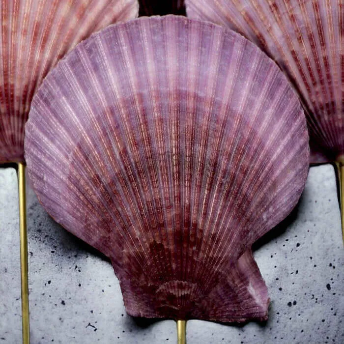 Conchiglie Pecten Viola: Eleganza sotto Vetro.