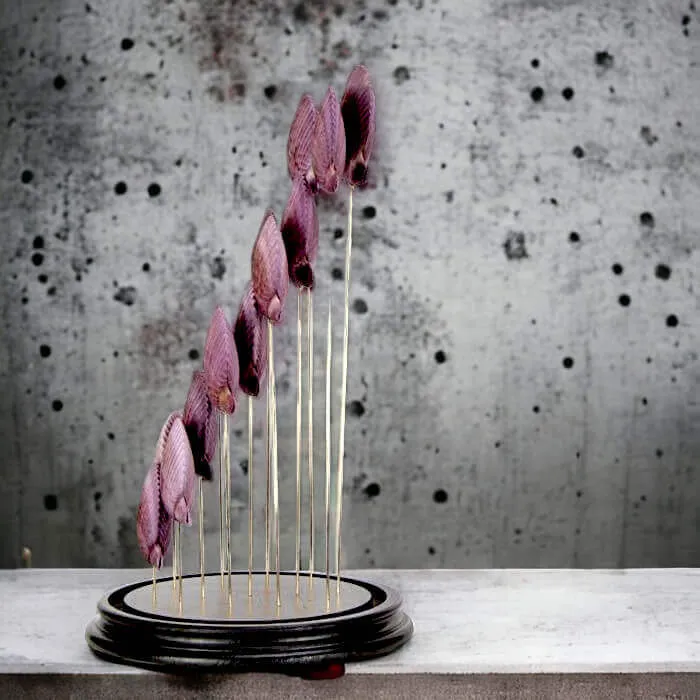 Conchiglie Pecten Viola: Eleganza sotto Vetro.