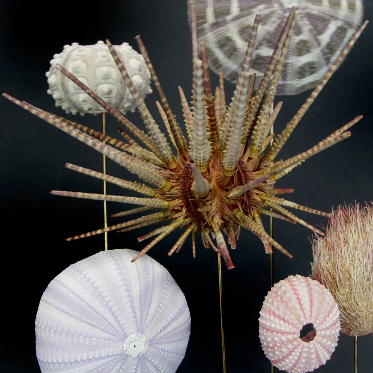 Ricci di mare sotto Campana di vetro