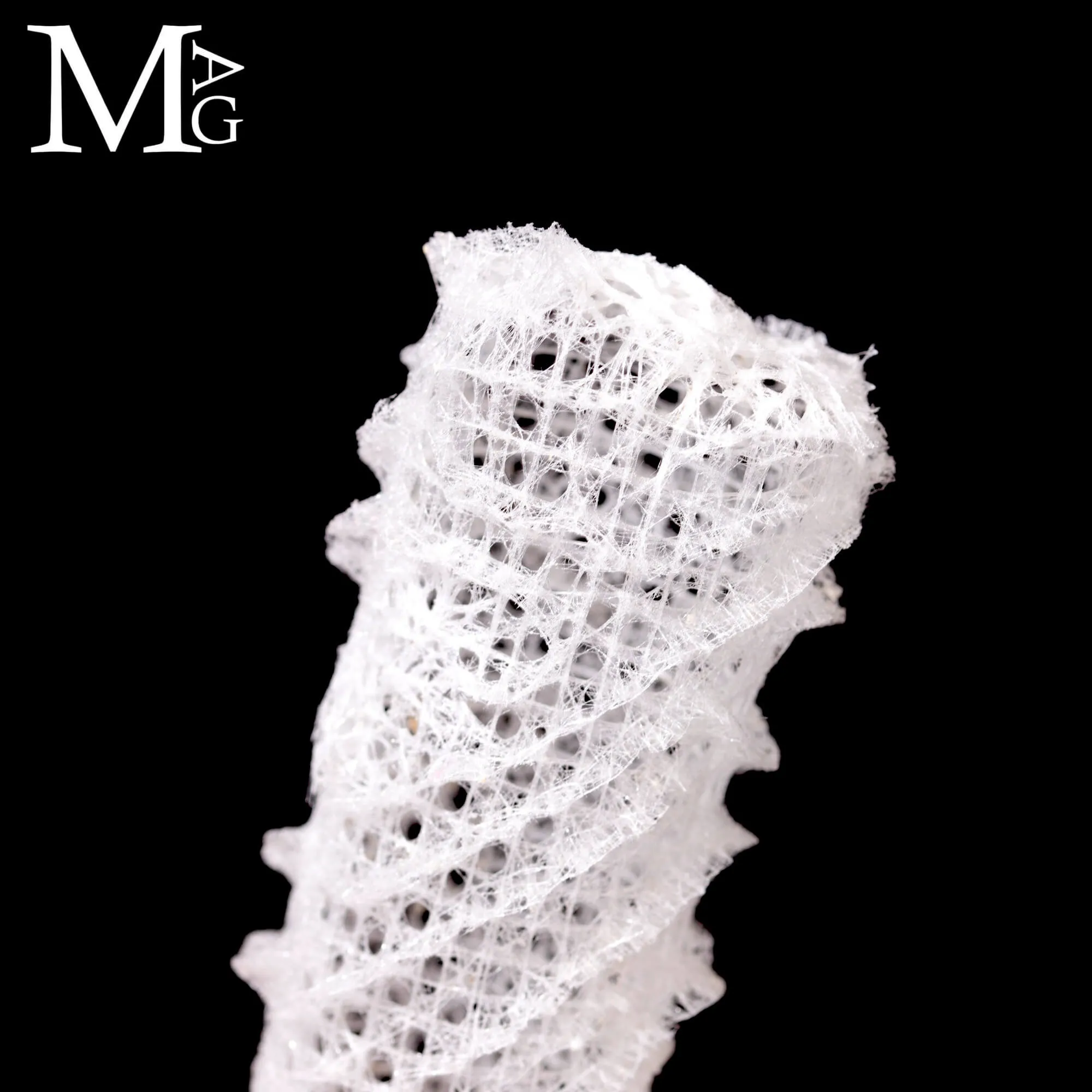 Euplectella Aspergillum – La Cesta di Venere