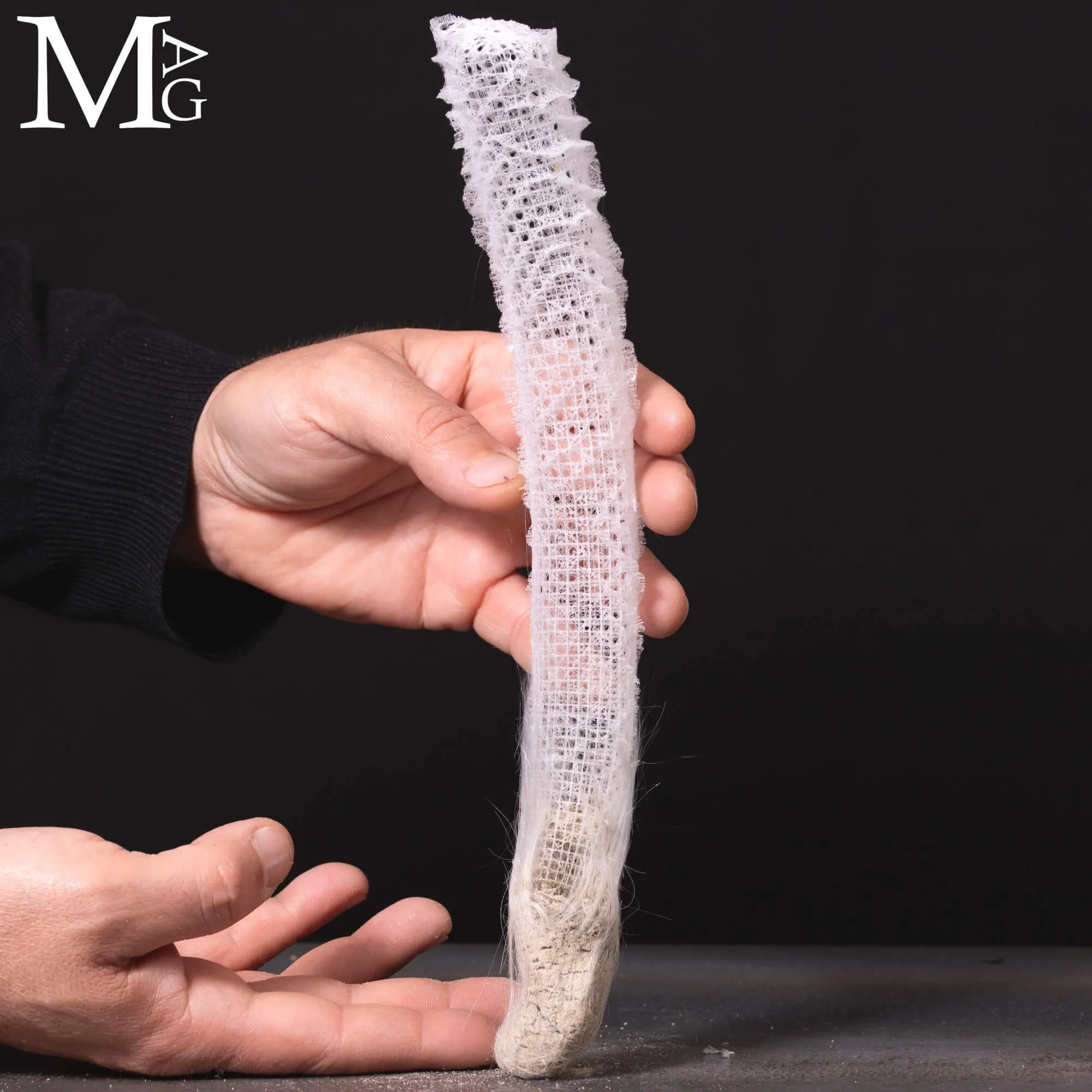 Euplectella Aspergillum – La Cesta di Venere
