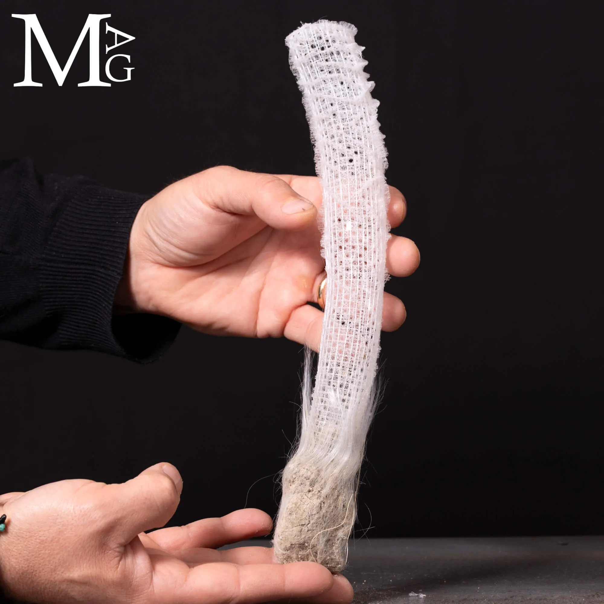 Euplectella Aspergillum – La Cesta di Venere