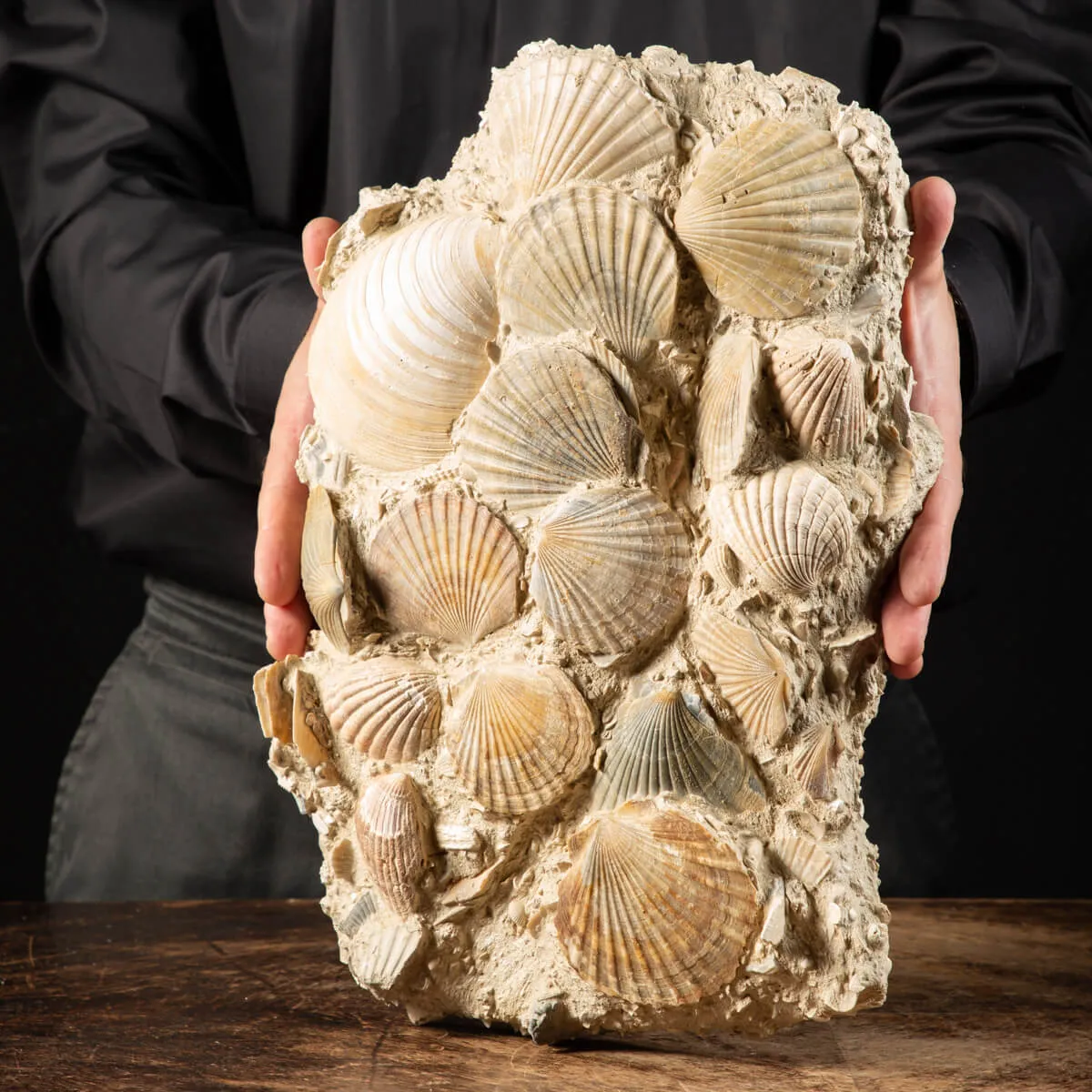 Lastra con conchiglie fossili