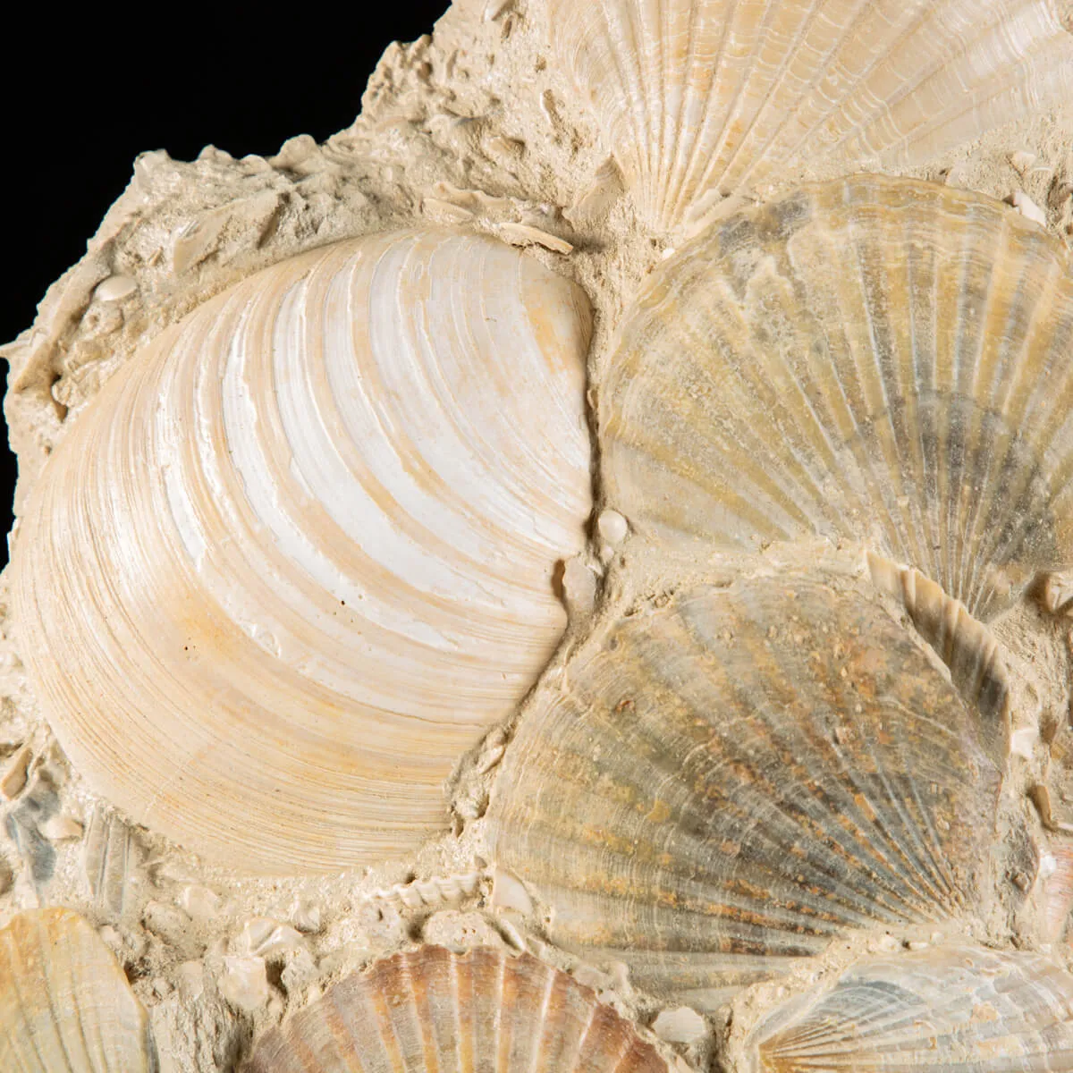 Lastra con conchiglie fossili