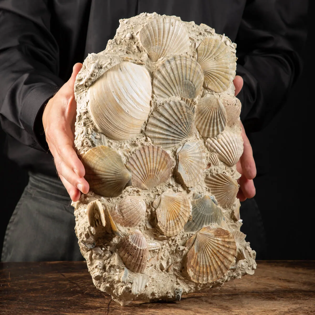 Lastra con conchiglie fossili